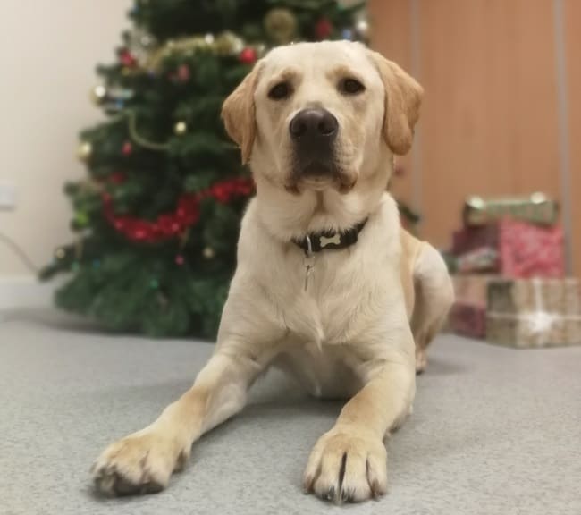 Dog in training yellow Labrador Zeus laying in front of Christmas tree