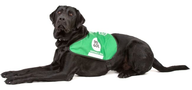 Black labrador Rory laying down wearing assistancr dog jacket