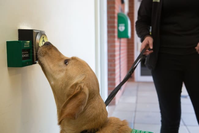 Yellow Labrador pushing a door access button