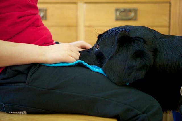 How we train dogs to do a head rest