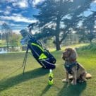 Dog on a golf course