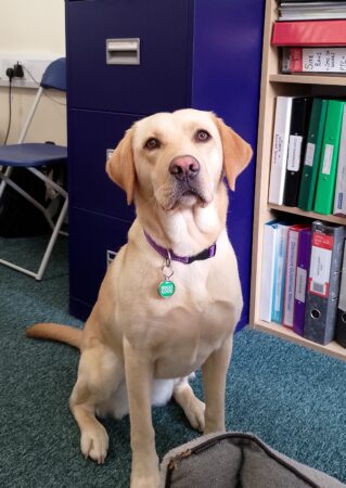 Yellow Labrador retriever  Autumn in an office
