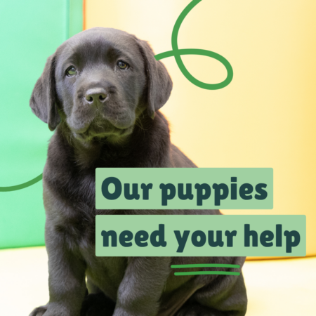 Black Labrador puppy needing a volunteer puppy socialiser