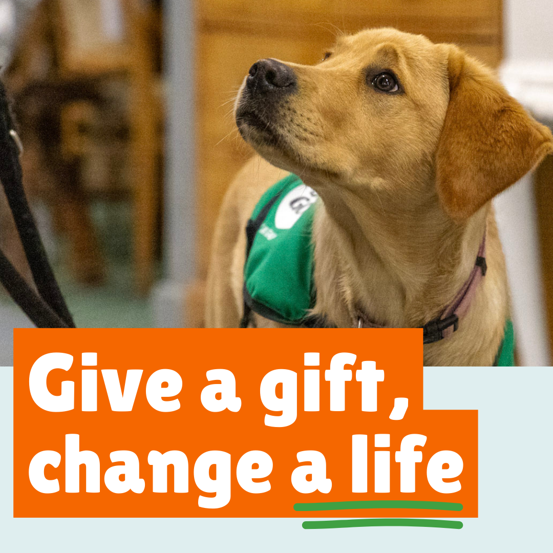 Golden labrador puppy wearing Dogs for Good harness looking up at trainer with caption 'Give a gift, change a life'