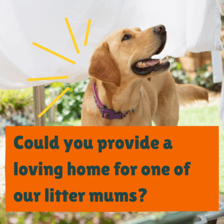 Golden labrador in a sunny garden with caption 'Could you provide a loving home for one of our litter mums?'